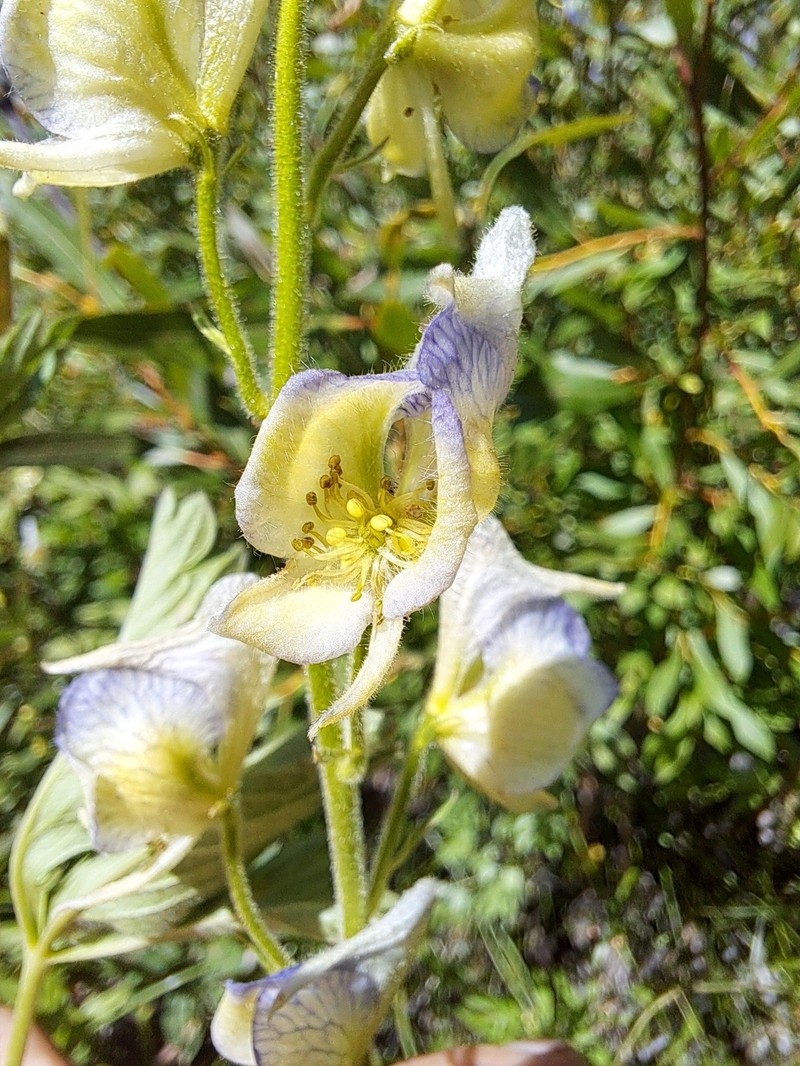 Aconitum columbianum var. howellii photo 8