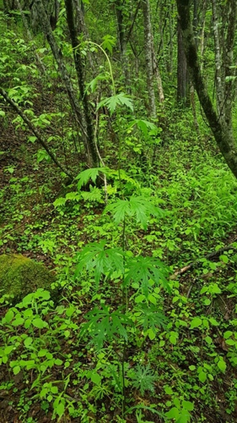 Aconitum consanguineum