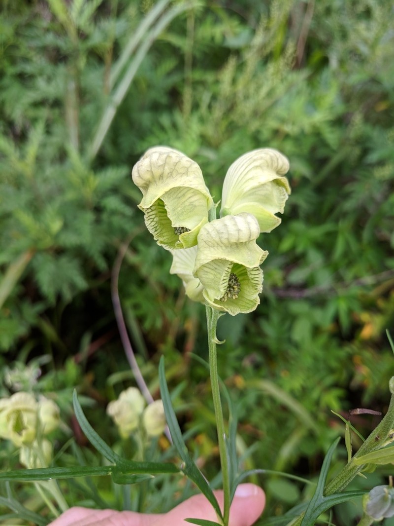 Aconitum coreanum photo 2