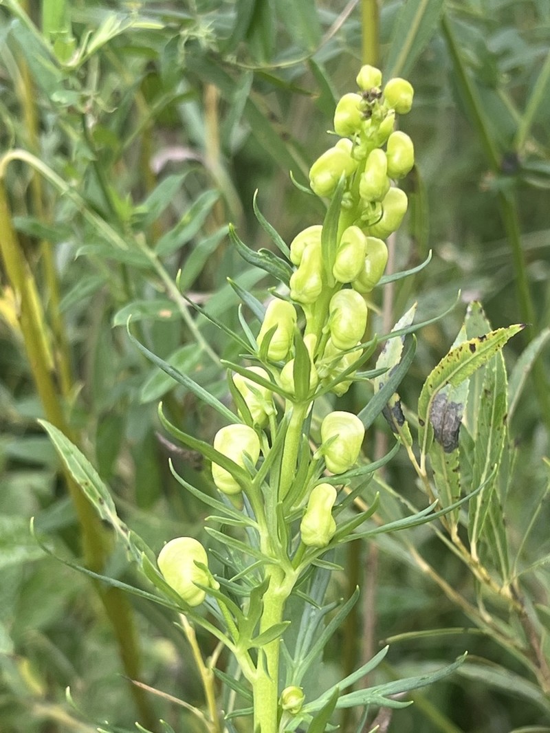 Aconitum coreanum photo 3