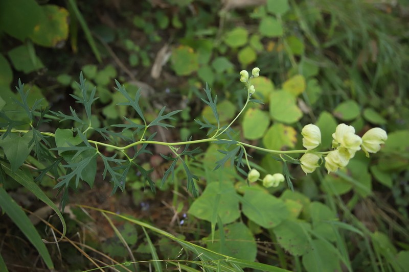 Aconitum coreanum photo 4