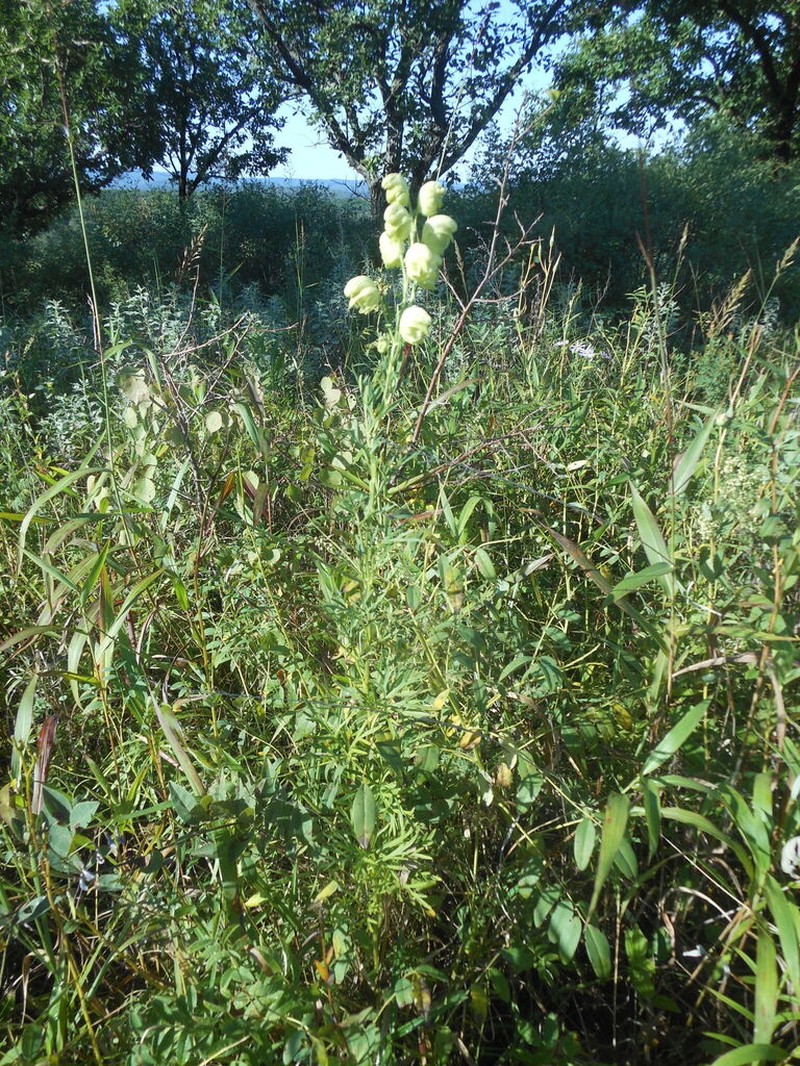 Aconitum coreanum photo 5