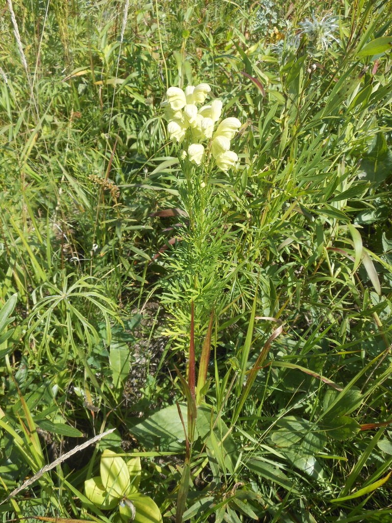 Aconitum coreanum photo 6