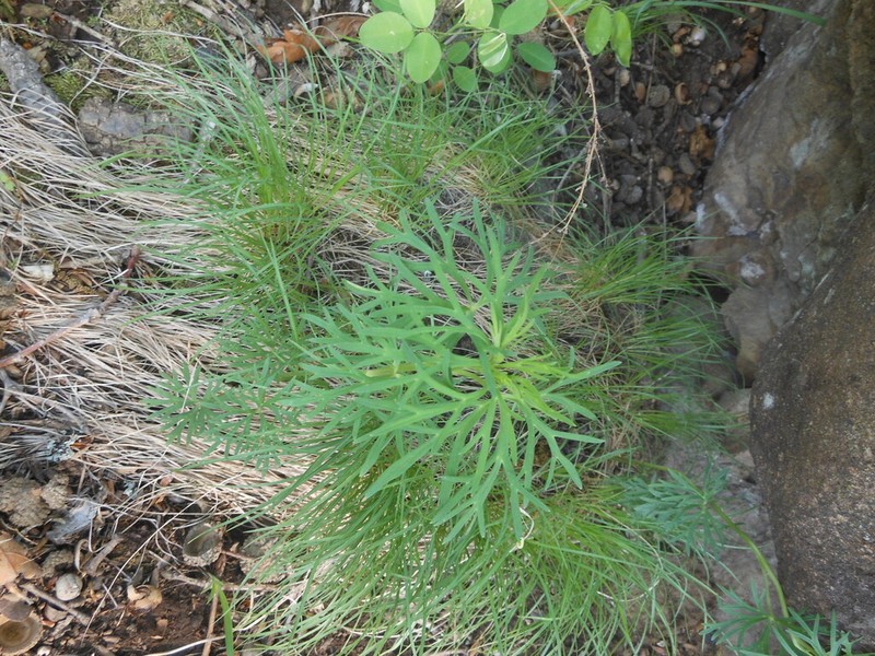 Aconitum coreanum photo 7