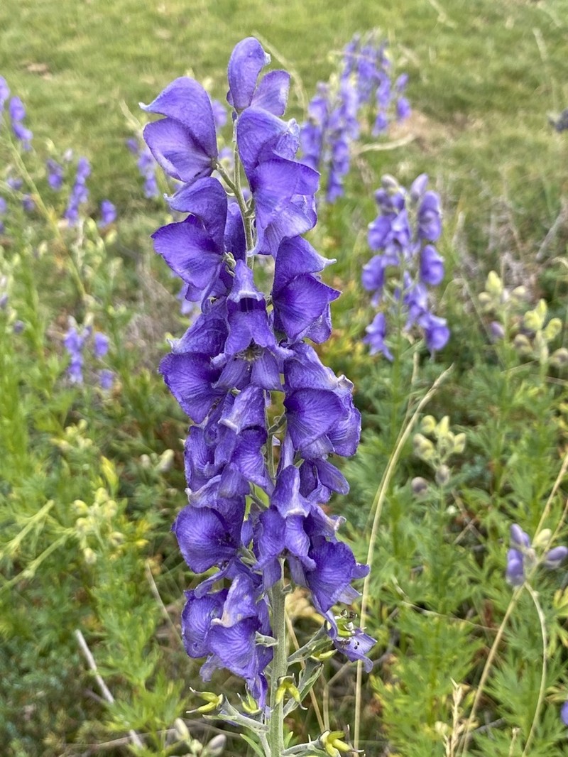 Aconitum corsicum