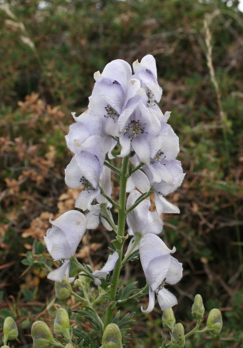Aconitum corsicum photo 2