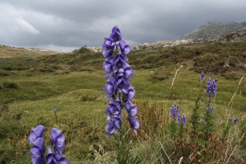 Aconitum corsicum photo 3
