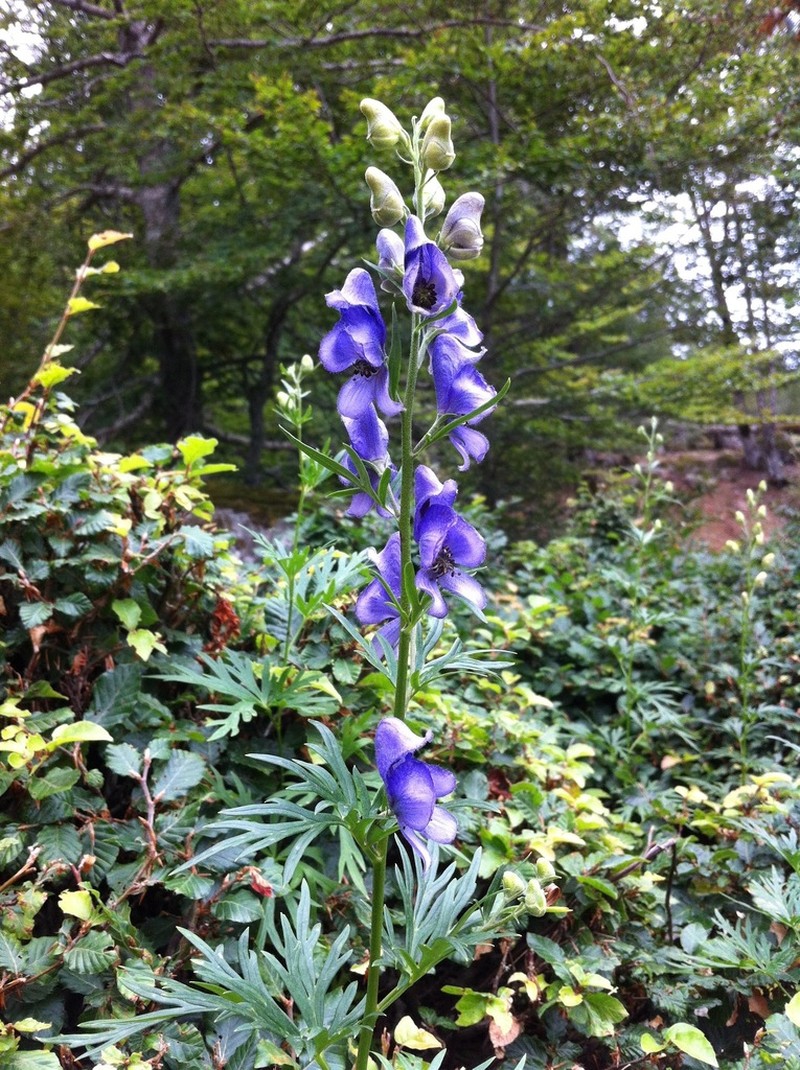 Aconitum corsicum photo 4