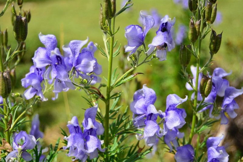 Aconitum corsicum photo 5