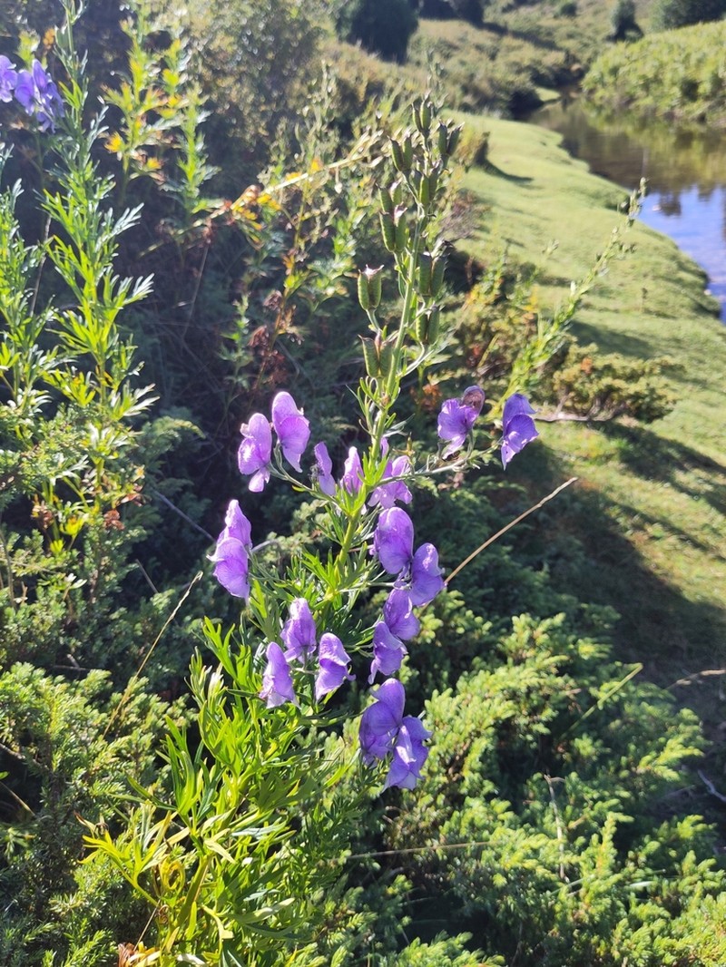 Aconitum corsicum photo 7