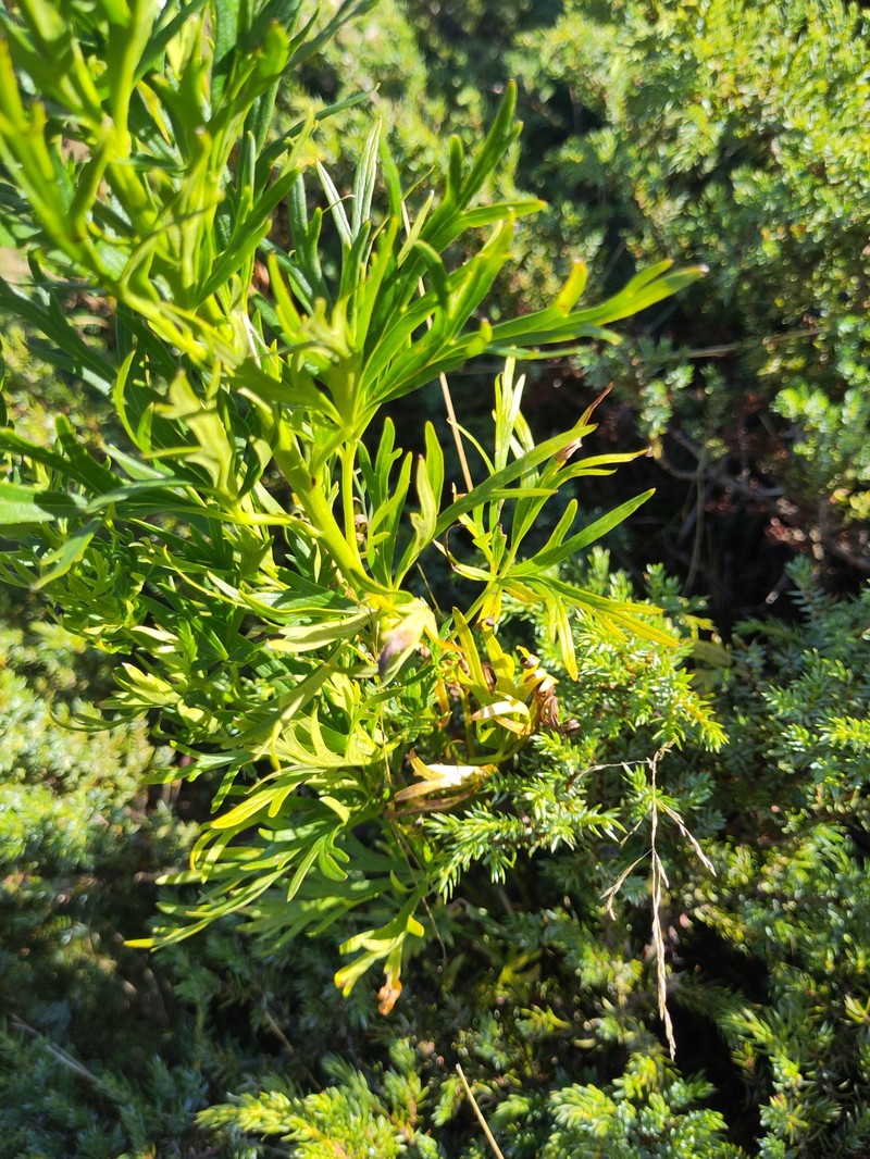Aconitum corsicum photo 8