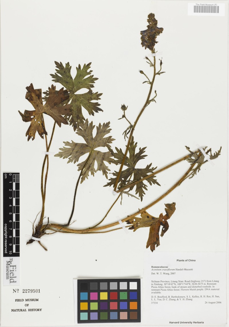 Aconitum crassiflorum