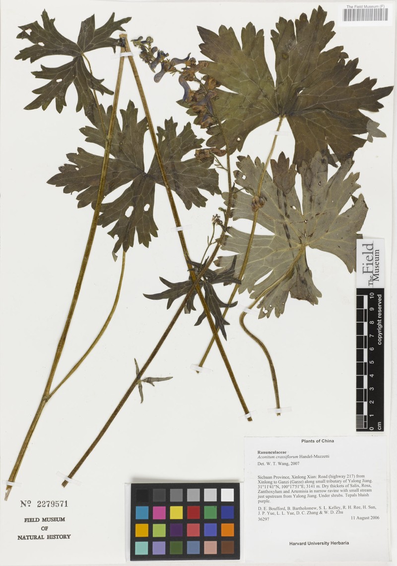 Aconitum crassiflorum photo 2