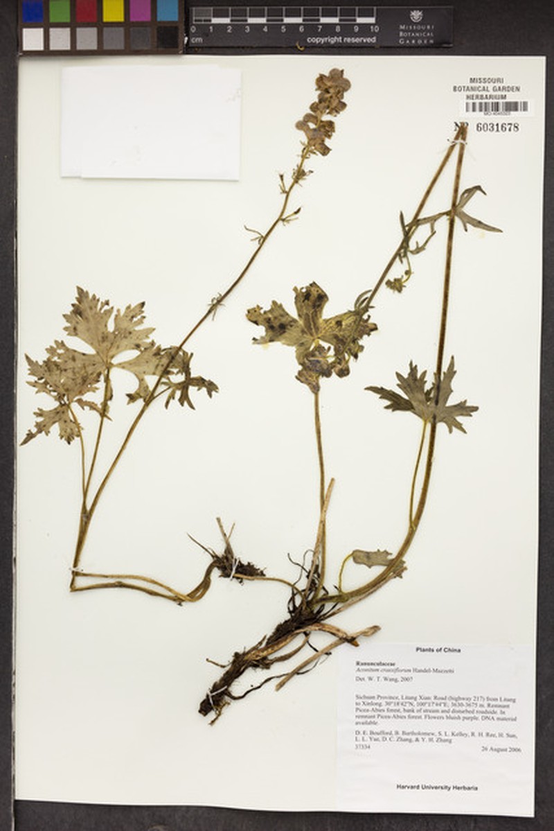 Aconitum crassiflorum photo 3