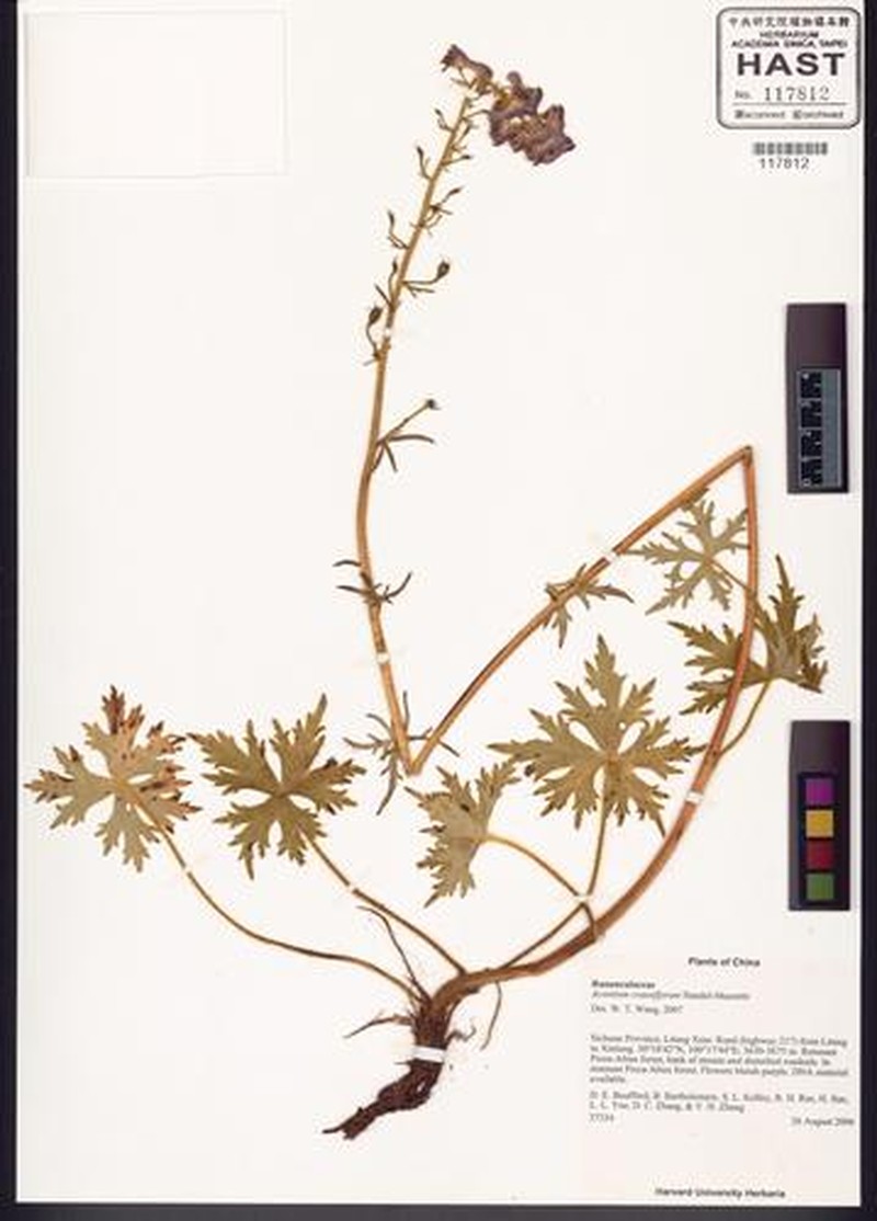 Aconitum crassiflorum photo 4
