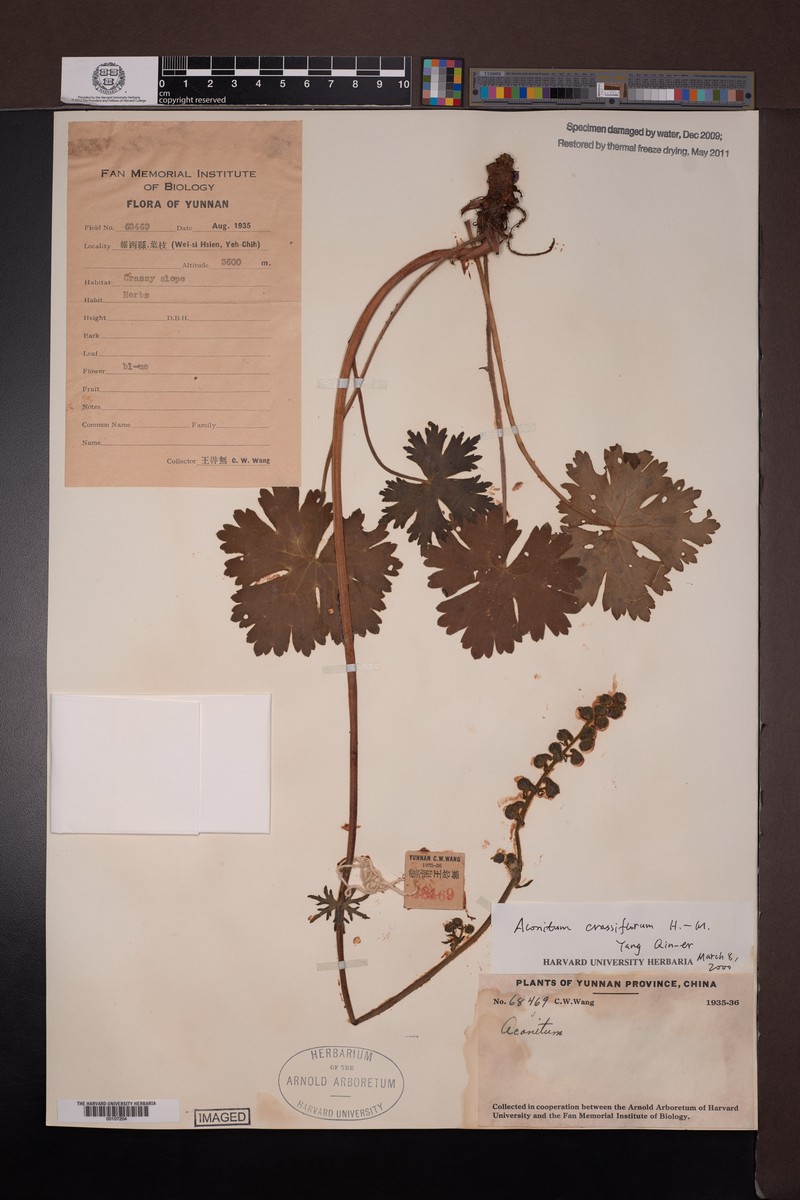 Aconitum crassiflorum photo 6