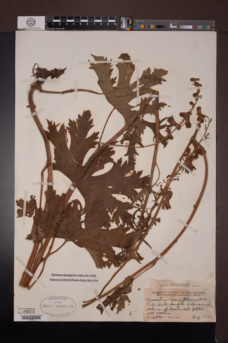 Aconitum crassiflorum photo 7