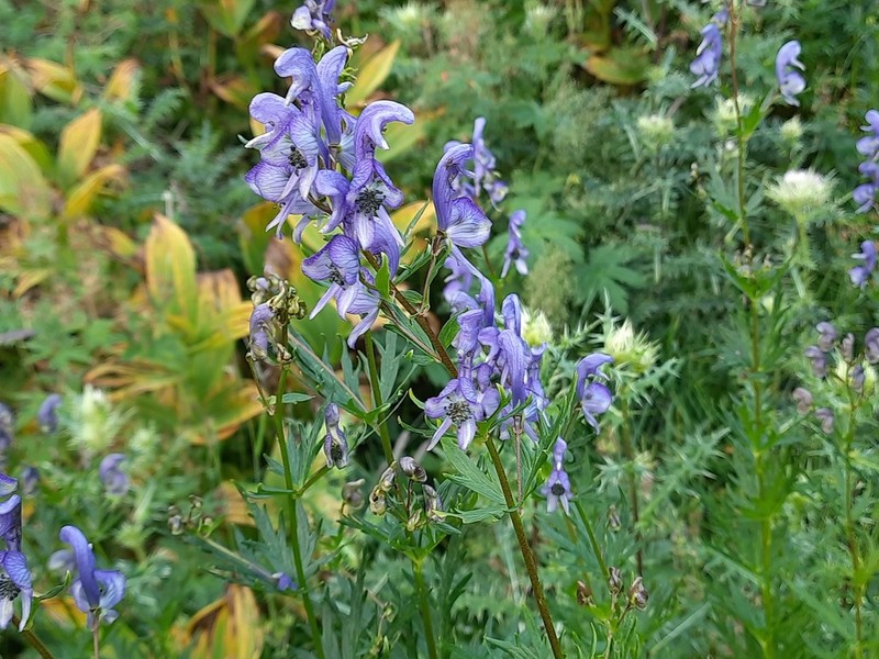 Aconitum cymbulatum
