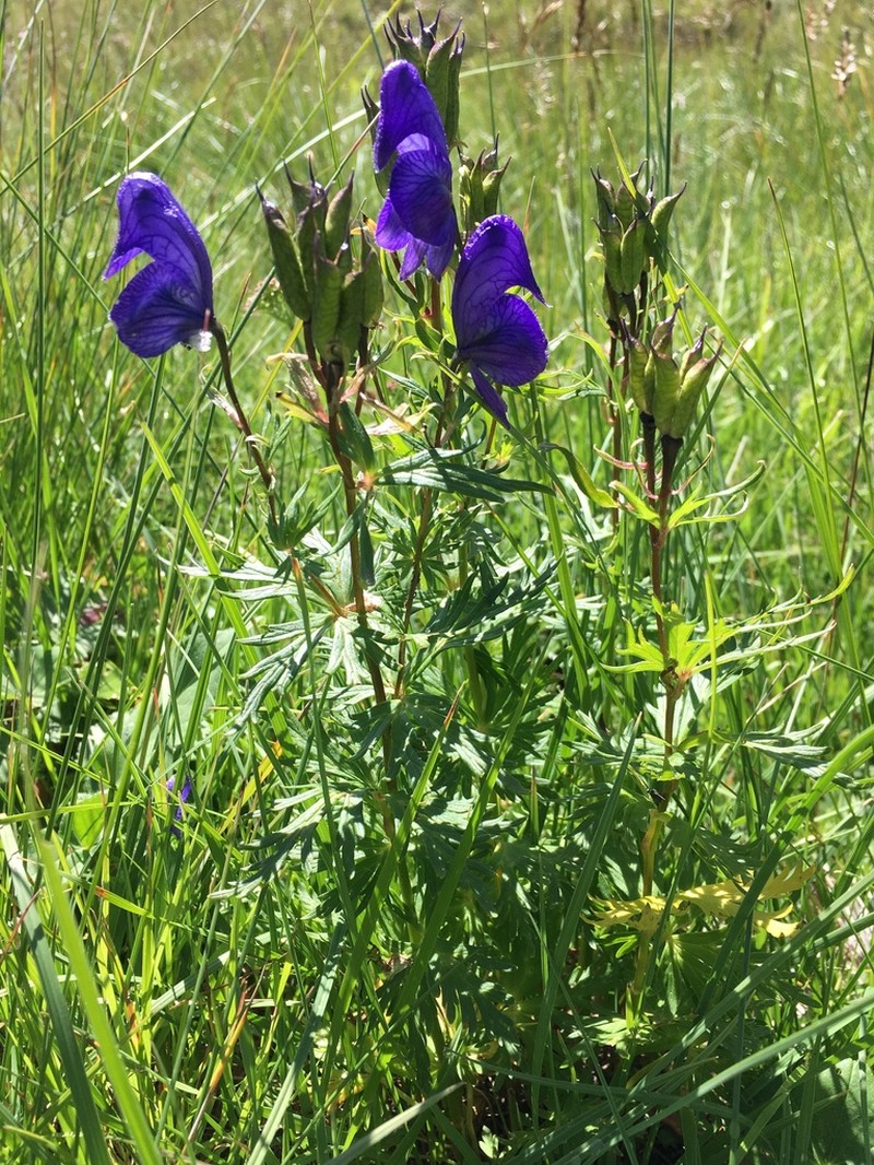 Aconitum cymbulatum photo 2