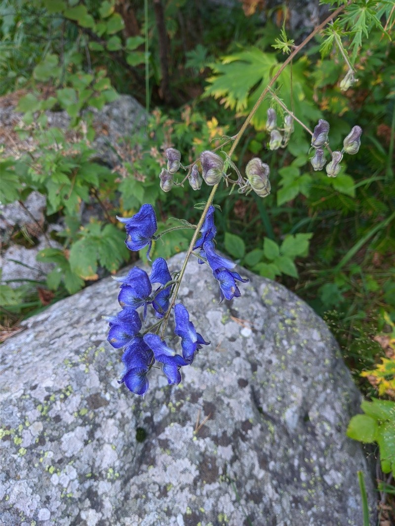 Aconitum cymbulatum photo 3