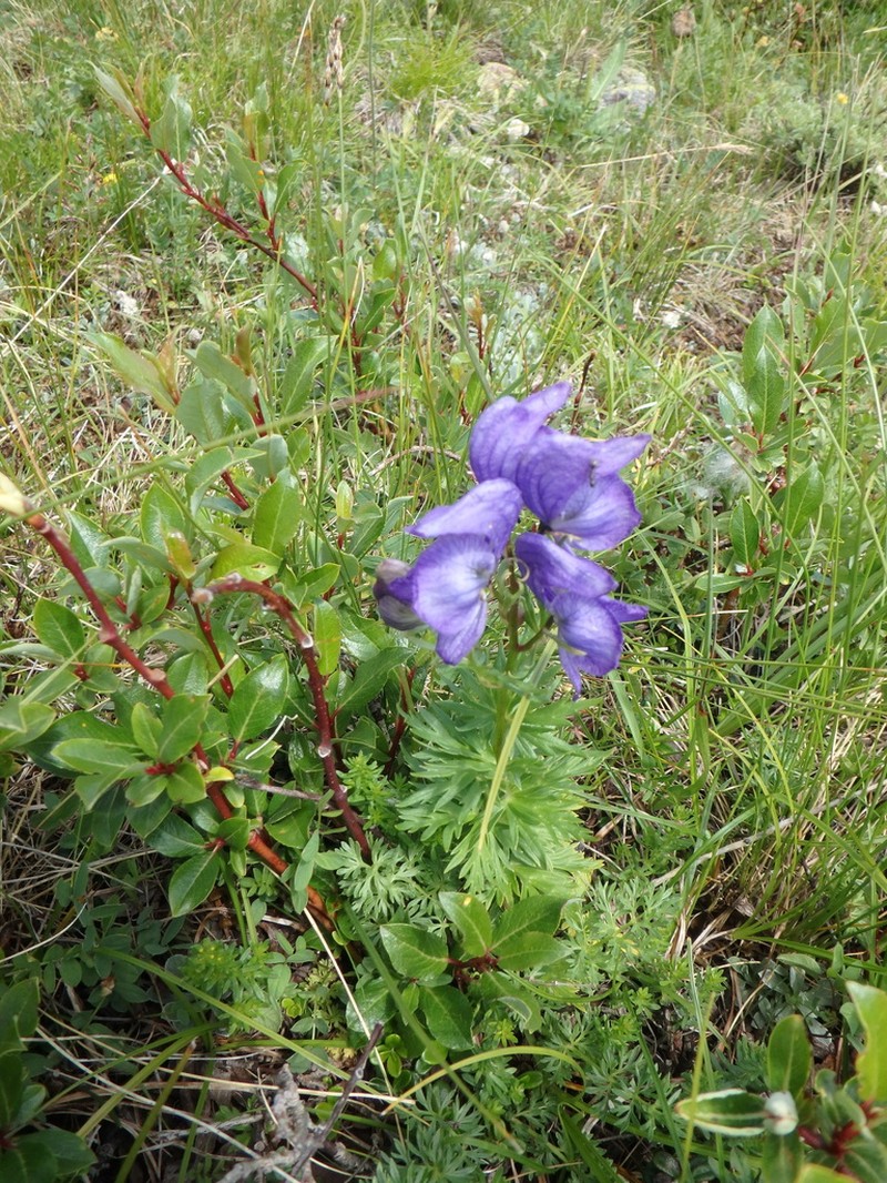 Aconitum cymbulatum photo 4