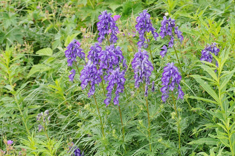 Aconitum cymbulatum photo 5