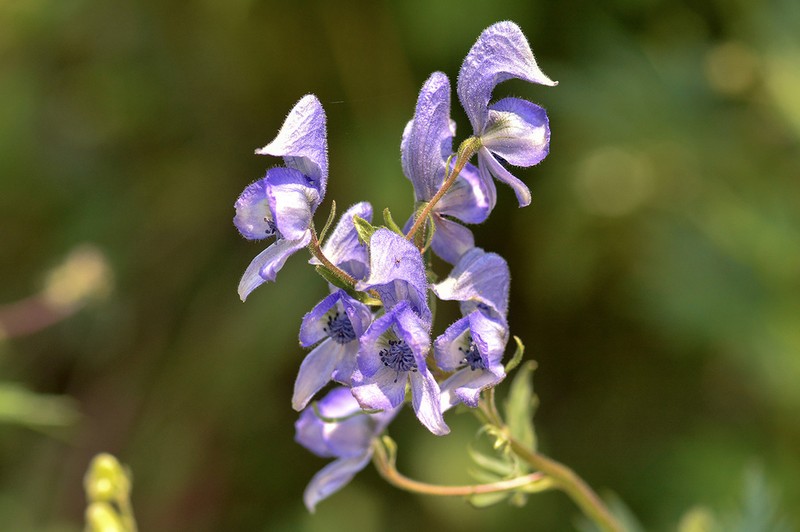 Aconitum cymbulatum photo 6