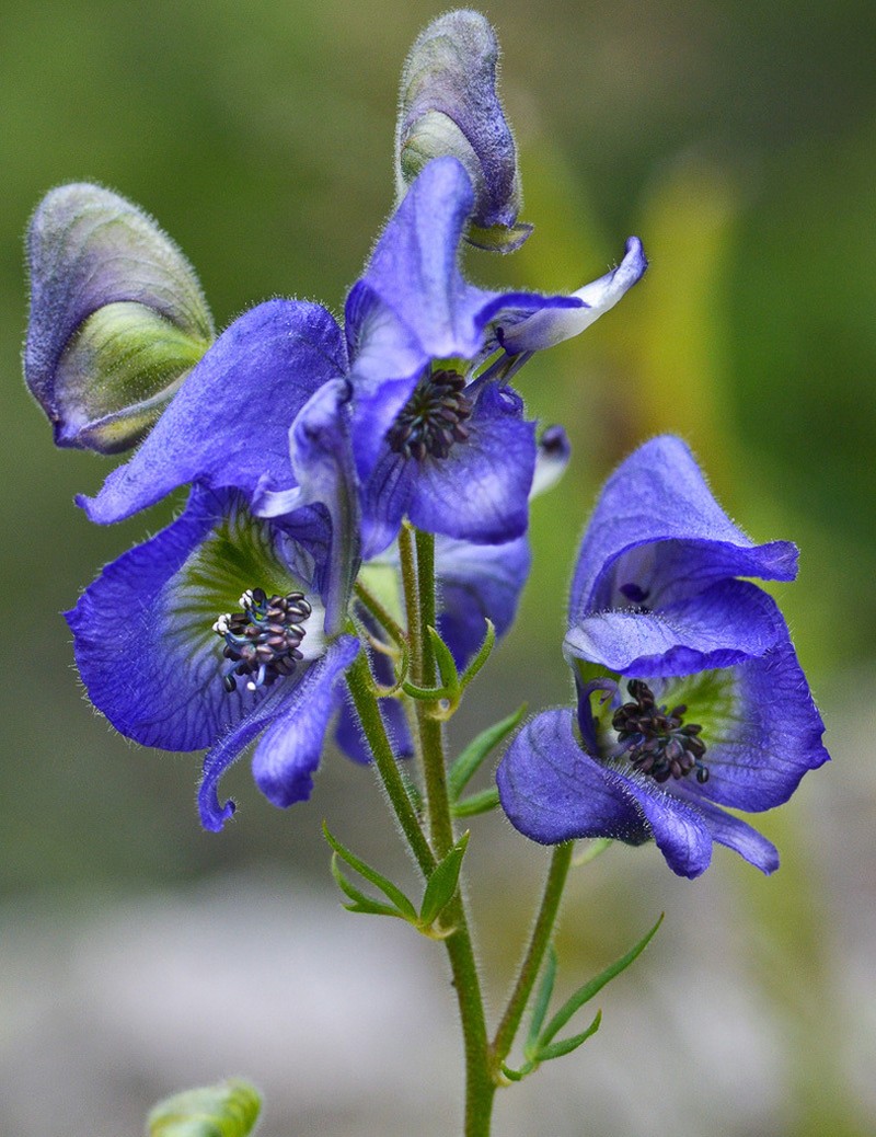 Aconitum cymbulatum photo 7