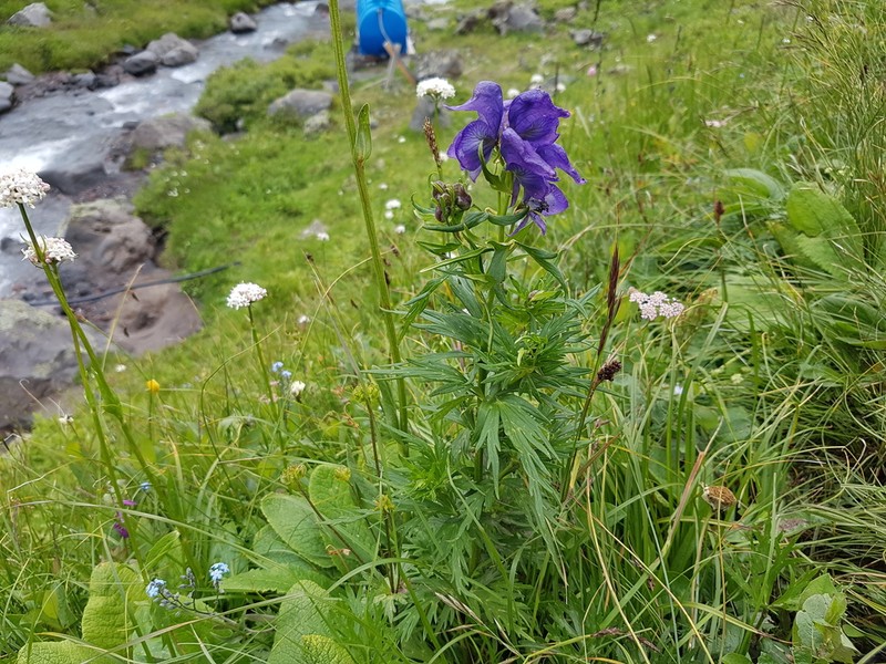 Aconitum cymbulatum photo 8