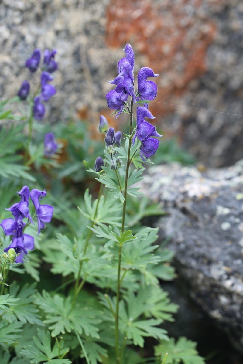 Aconitum decipiens