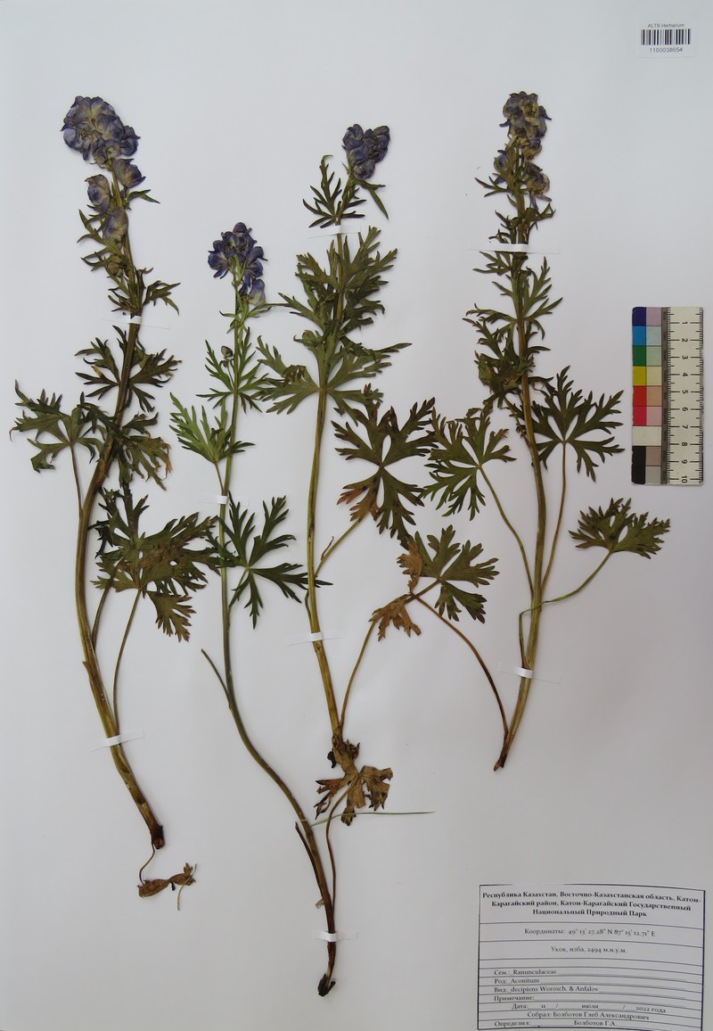 Aconitum decipiens photo 2