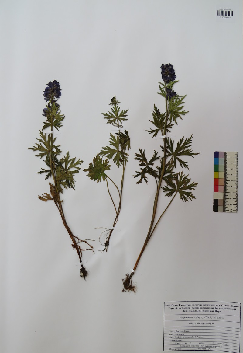 Aconitum decipiens photo 3