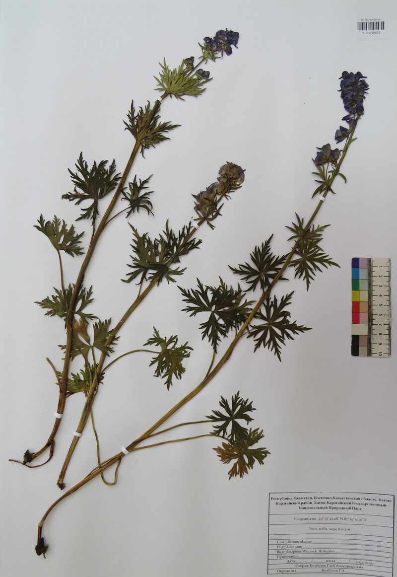 Aconitum decipiens photo 4