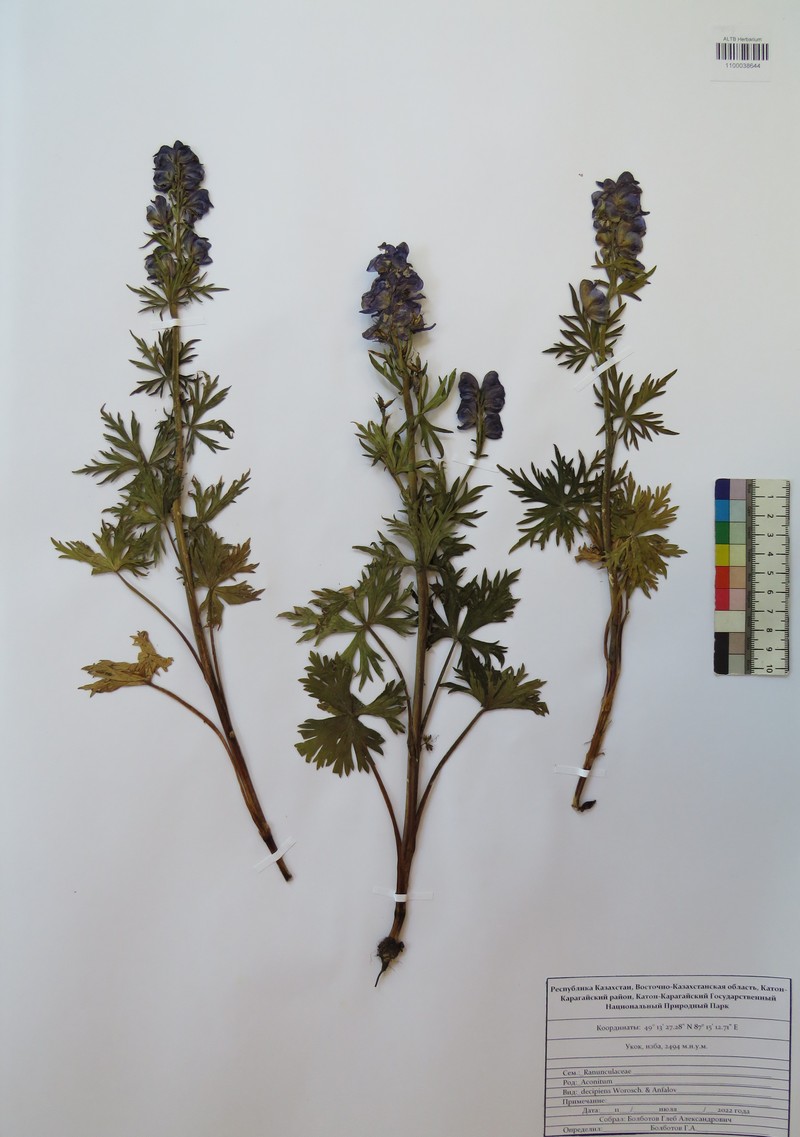 Aconitum decipiens photo 5