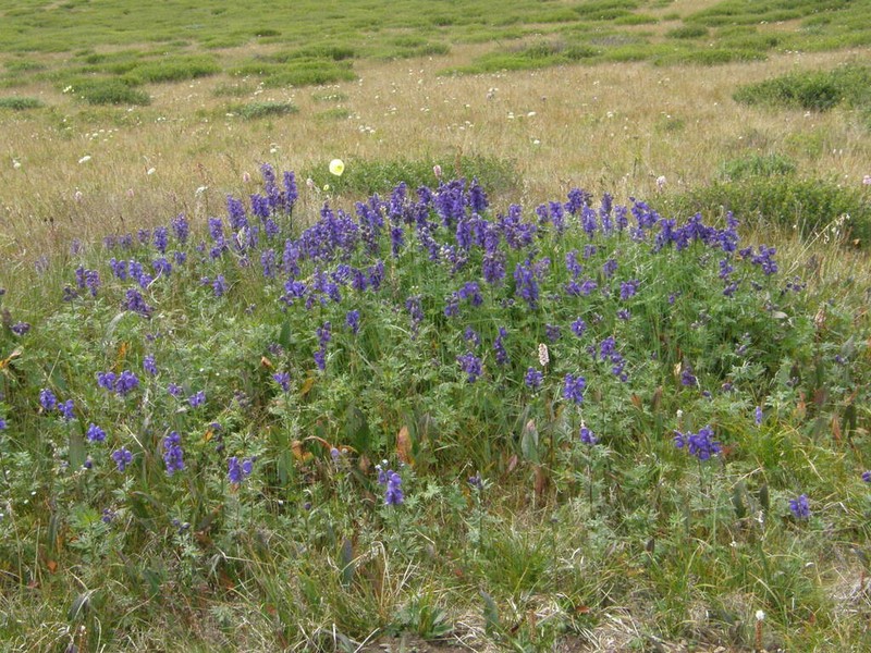 Aconitum decipiens photo 6