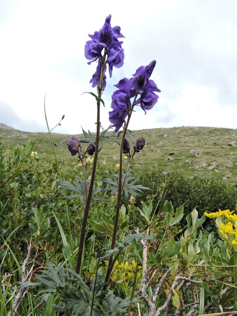 Aconitum decipiens photo 7