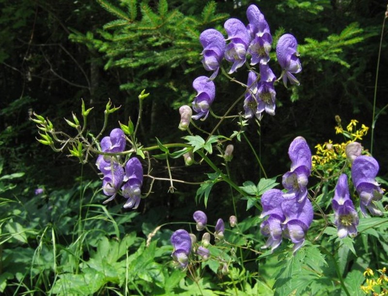 Aconitum degenii