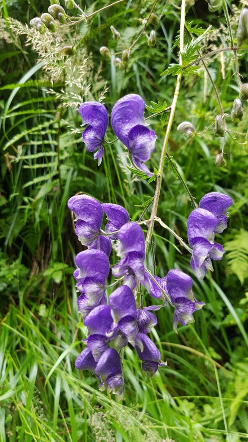 Aconitum degenii photo 2