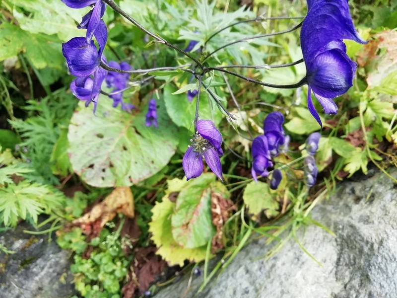 Aconitum degenii photo 3