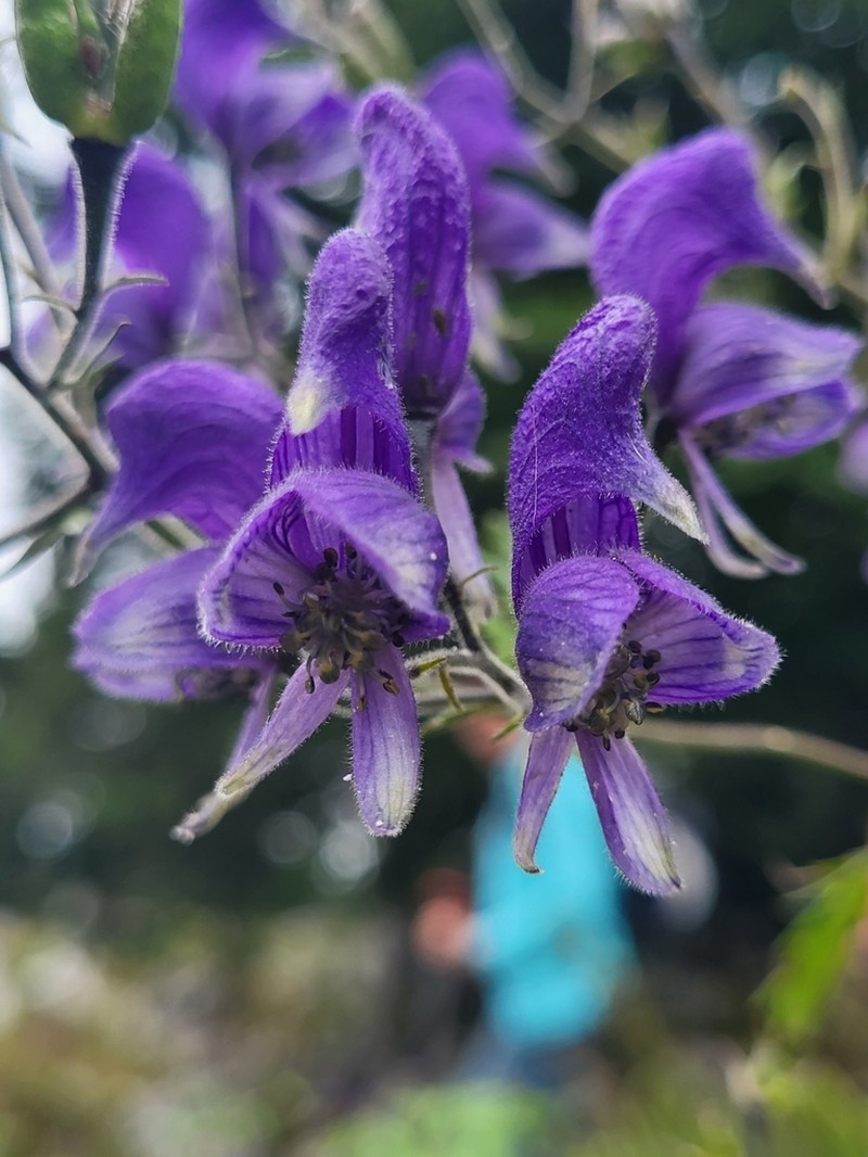 Aconitum degenii photo 4