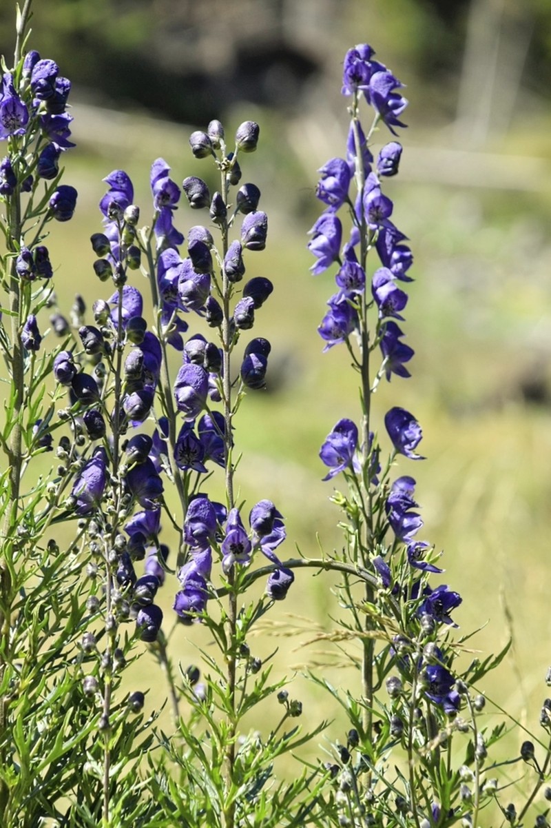 Aconitum degenii photo 5