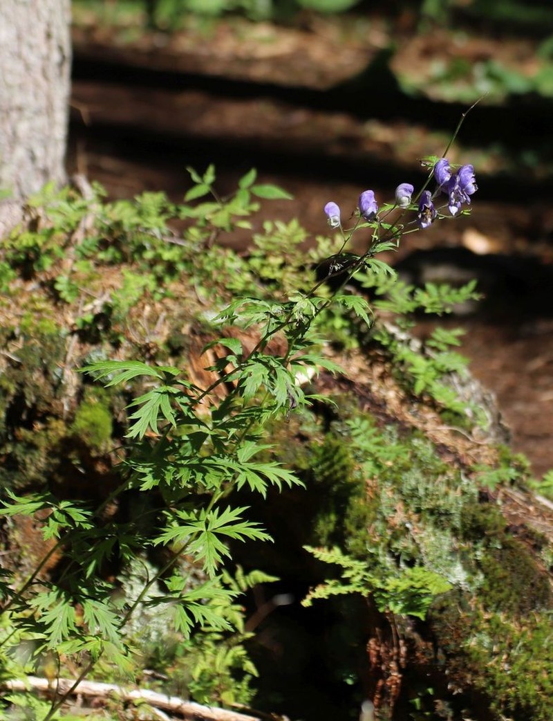 Aconitum degenii photo 6