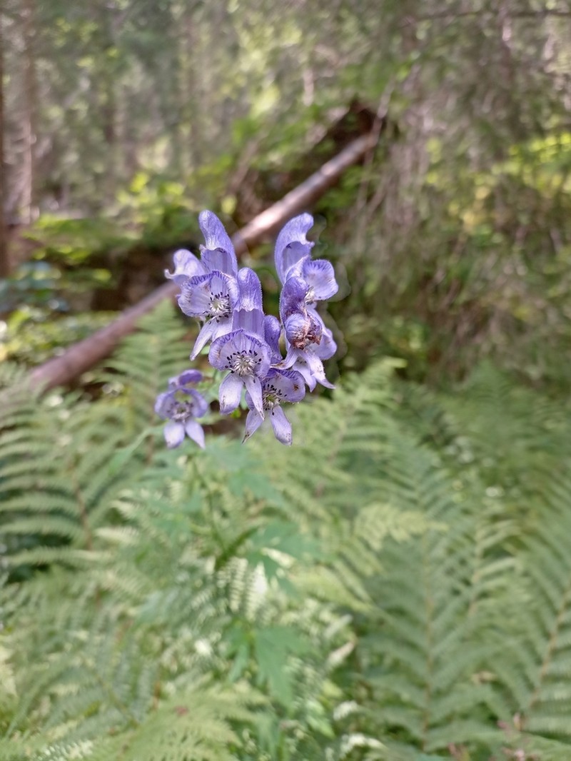 Aconitum degenii photo 7