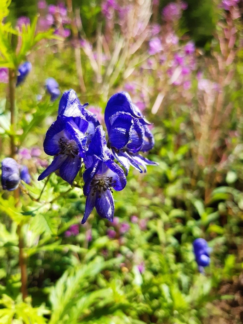 Aconitum degenii photo 8