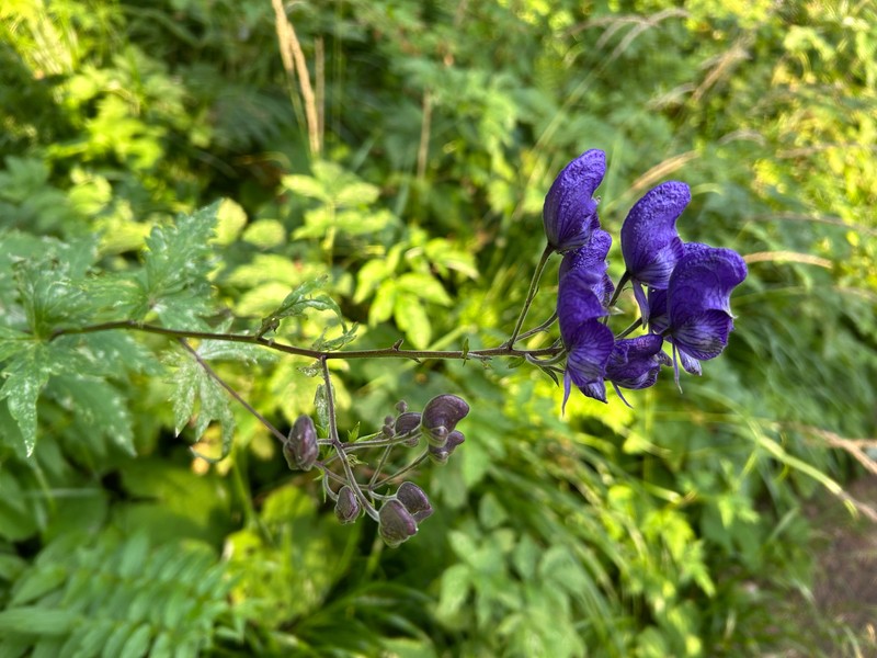 Aconitum degenii nothosubsp. gandogeri