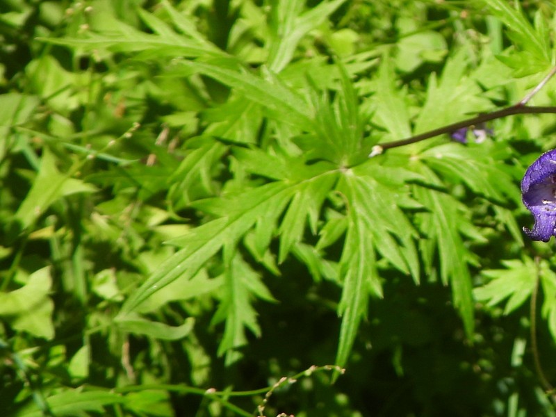 Aconitum degenii nothosubsp. gandogeri photo 2