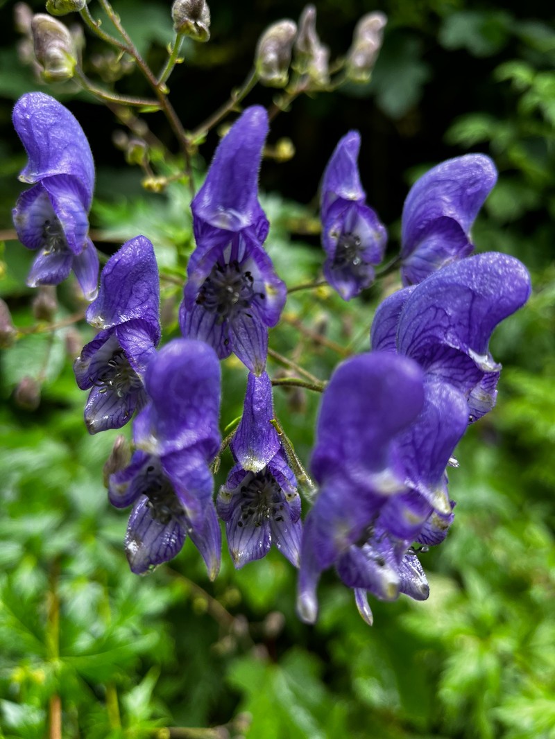 Aconitum degenii nothosubsp. gandogeri photo 4