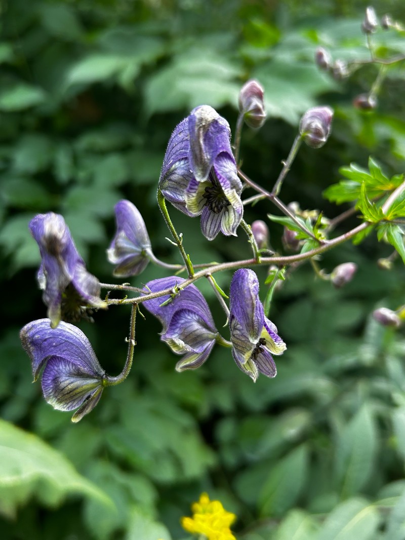 Aconitum degenii nothosubsp. gandogeri photo 5