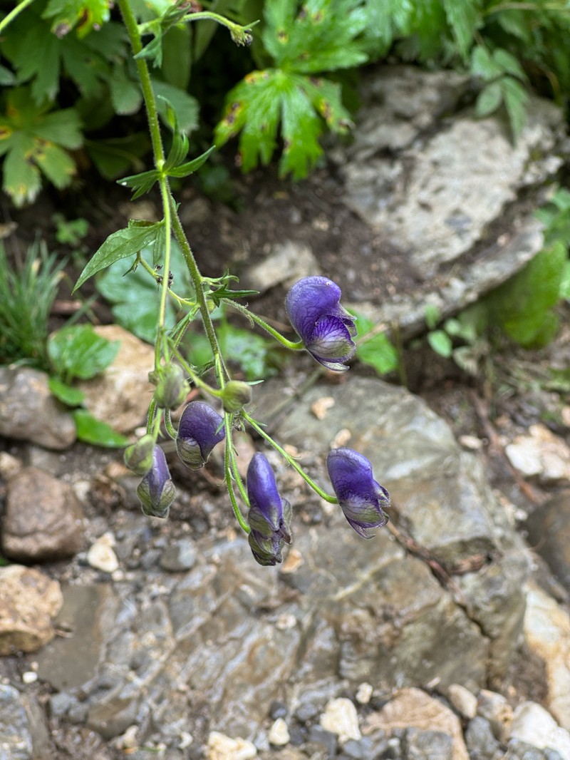 Aconitum degenii nothosubsp. gandogeri photo 6