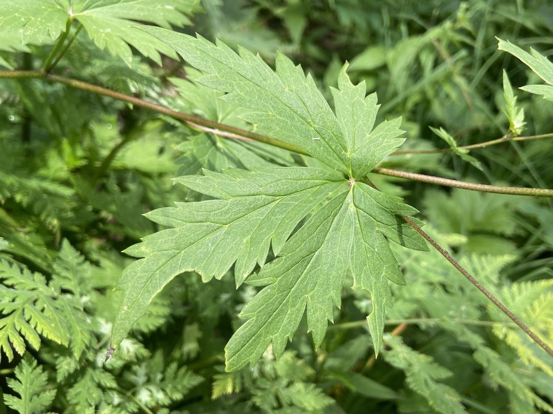 Aconitum degenii nothosubsp. lippertianum photo 3